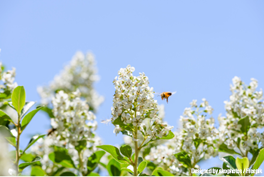 CEGEMA_Alerte_Printemps